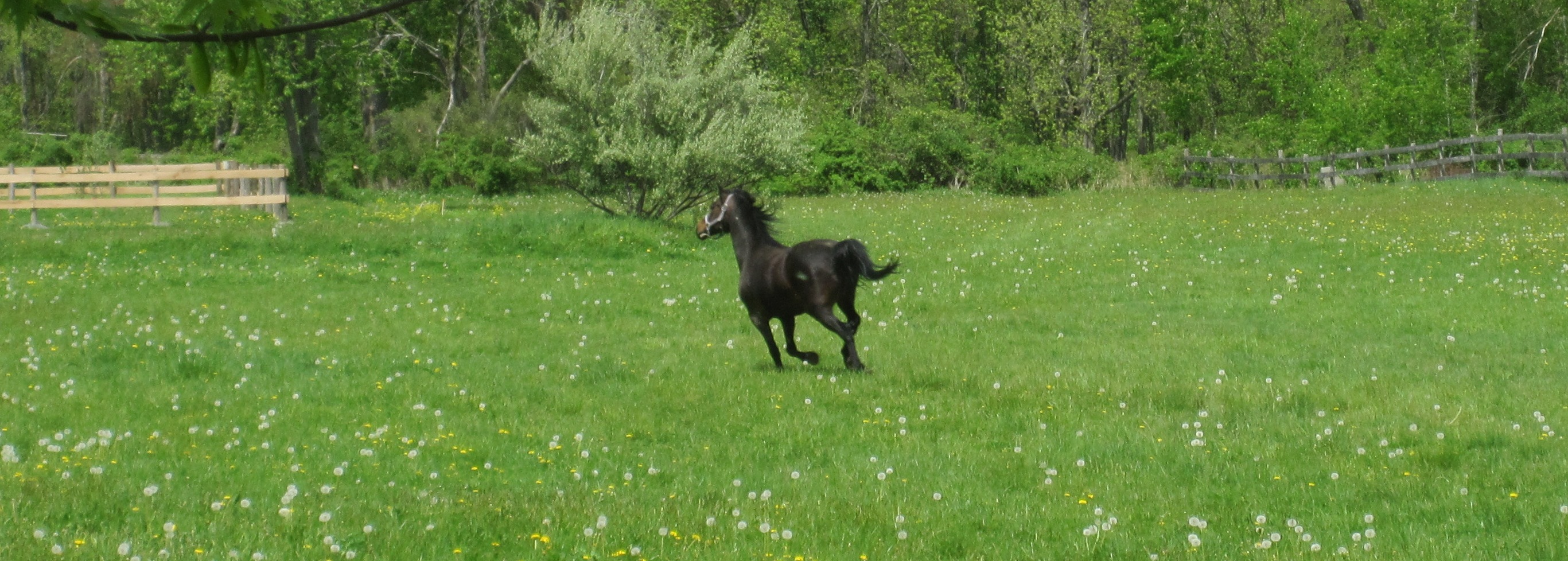 horse running